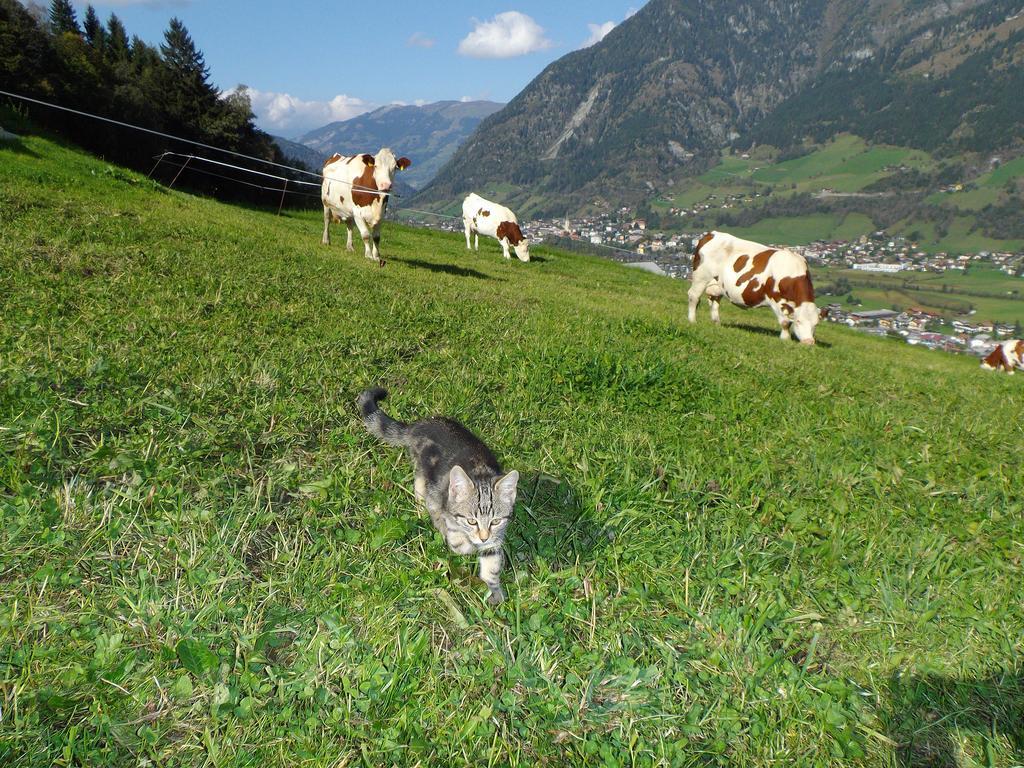 Biobauernhof Aslgut Vila Bad Hofgastein Exterior foto
